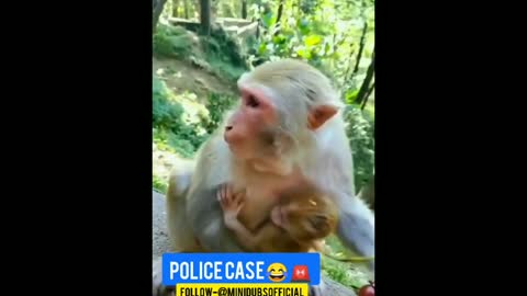 Monkey funny videos