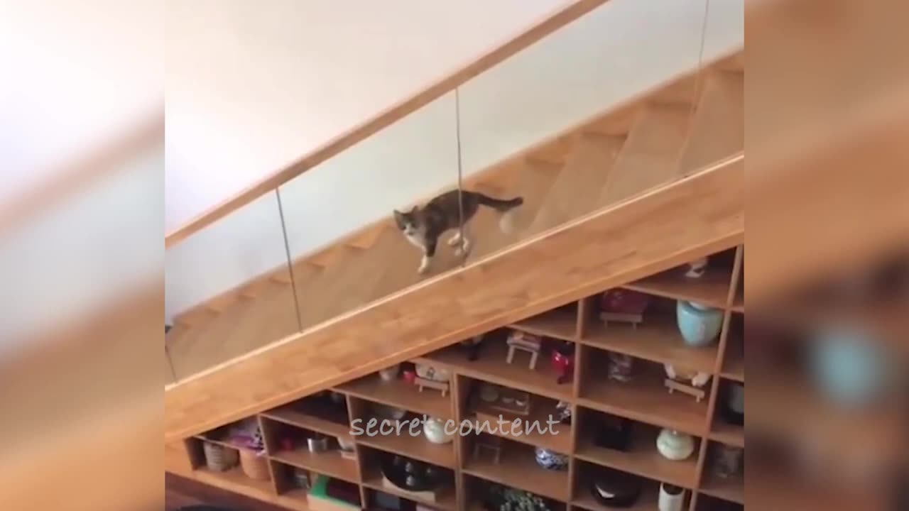 ANIMALS GOING GOBLIN MODE FUNNY ANIMALS, CATS & DOGS DAY 3