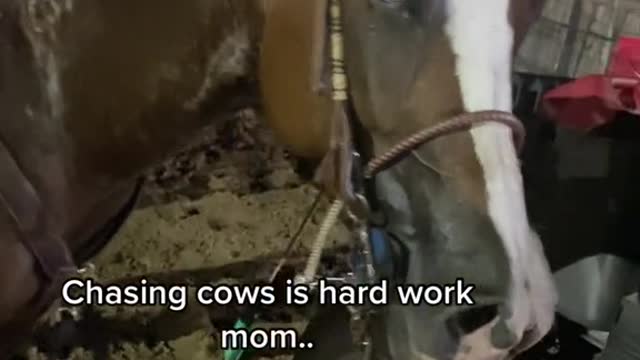 Chasing cows is hard workmom..