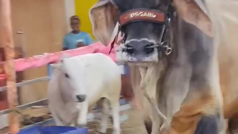 FATHER || MOST BIGGEST KANKAREJ OX OF WEST BENGAL#kankarej#viral#shorts#short#trending#cow