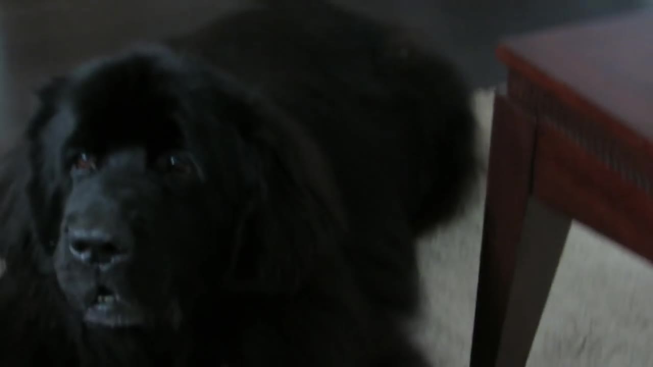 Clever Newfoundland dog outsmarts owner