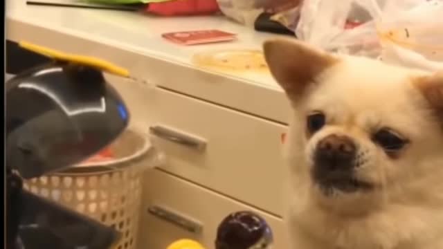 Funny dogs videos/funny moments/epic fails