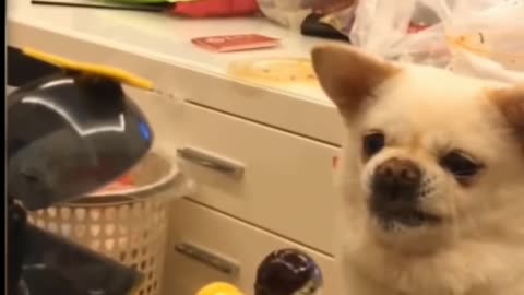 Funny dogs videos/funny moments/epic fails