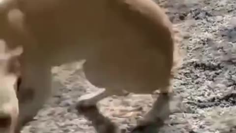 Dog barking | funny dog videos |