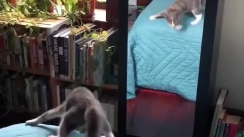 Funny animals videos # best funny video march 26