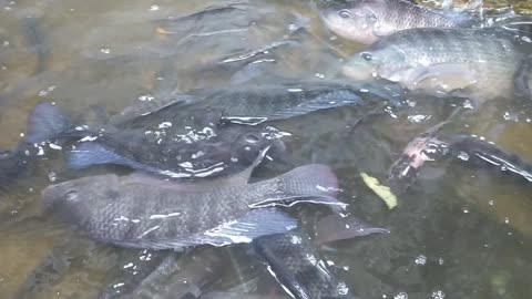 Tilapia Fish