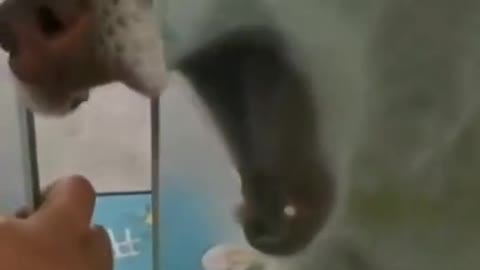 so a stupid dog