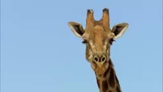 Nature Makes You Happy