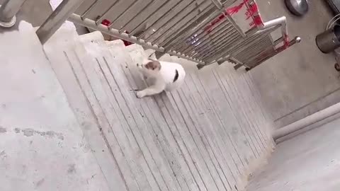 Never give up " cat jump crazy cats