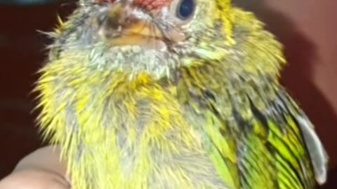green shirk bird #birds #viralvideo