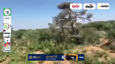 DAGAAL CULUS OO KA SOCDA BARIGA GOBLA MAGAN