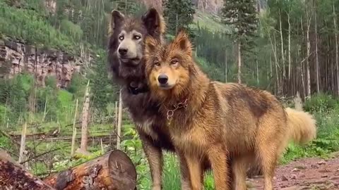 Gorgeous Two Wolves. 🐺🦊