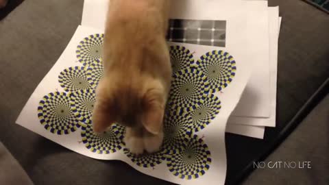 funny cats compilations