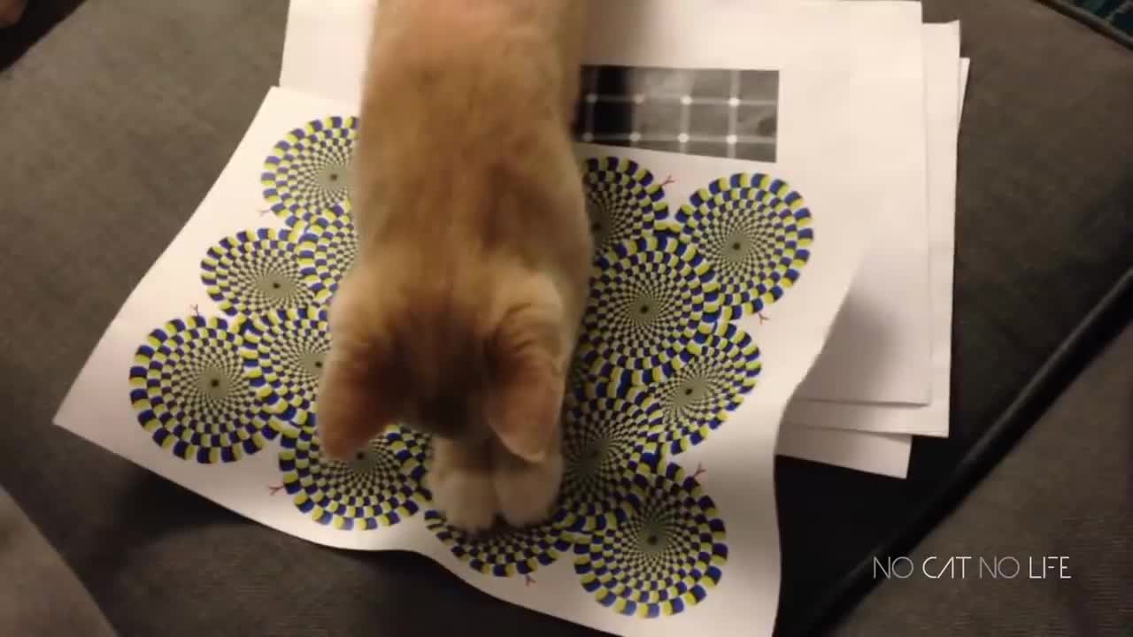 funny cats compilations