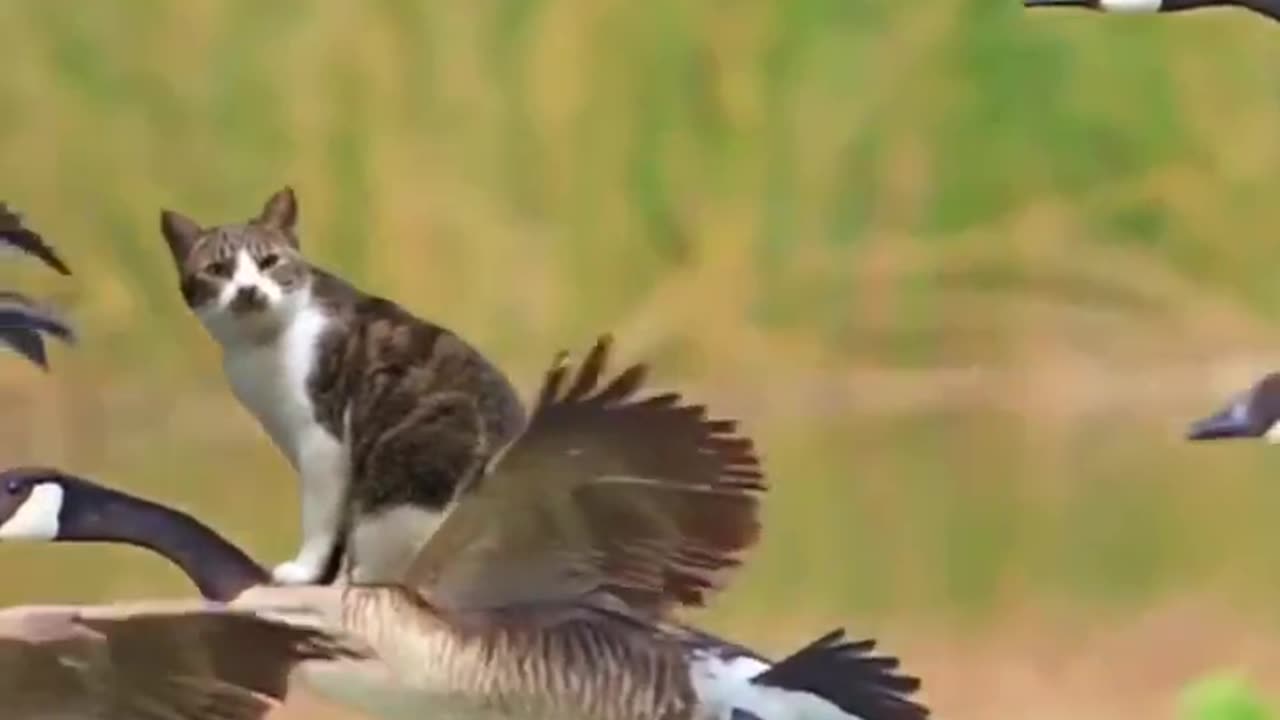 FLYING CAT...... 🐈 THE UNSEEN