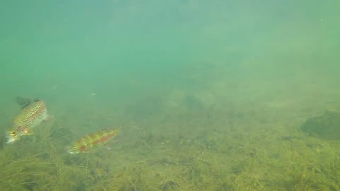 How to Catch Trout with a Drop Shot - Amazing Underwater Trout Strikes and Reactions-14