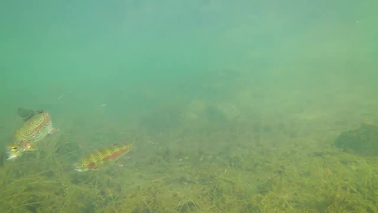 How to Catch Trout with a Drop Shot - Amazing Underwater Trout Strikes and Reactions-14