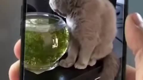 "Laughapalooza: The Funniest Video You'll See Today!"