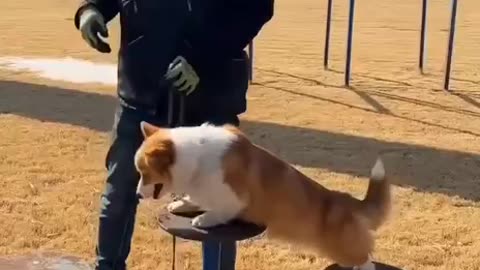 Vicious Corgi after going through police training