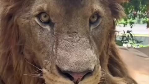 Animals with feelings