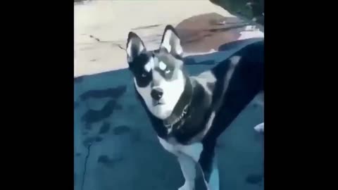 Funny Dogs And Cats Video 2024😅- Best funny animal videos