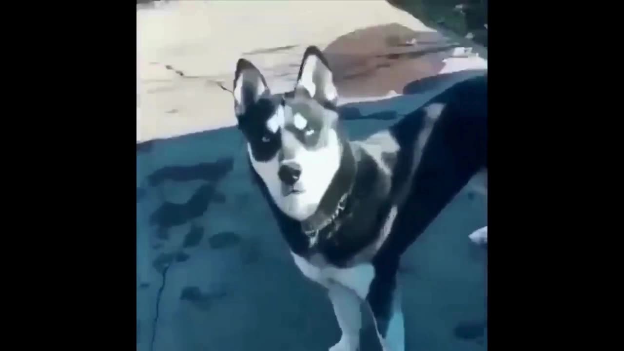 Funny Dogs And Cats Video 2024😅- Best funny animal videos