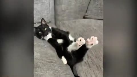 15 minutes non-stop Entertainment with cats
