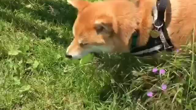 Take the dog for an outing. He is so happy