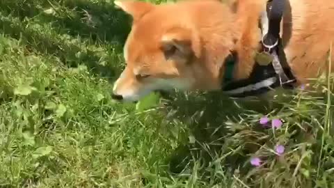 Take the dog for an outing. He is so happy