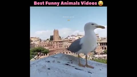 Animals funny video