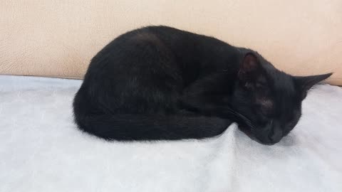 Sleeping black panther kitten