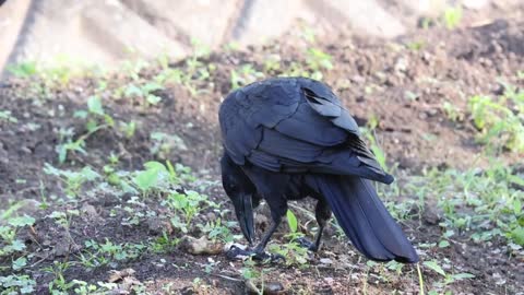bird