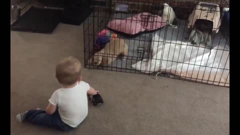 A baby who likes to make friends with dogs