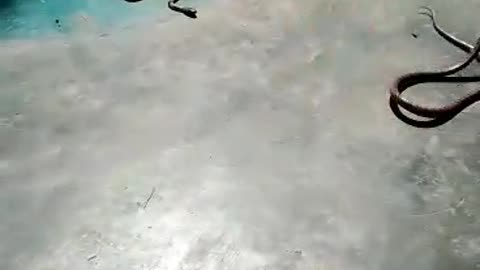 Snake at home