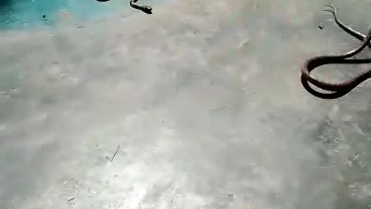 Snake at home