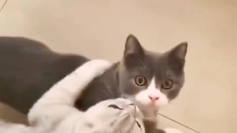 gatti innamorati
