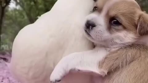 You are my best friend 😍🐶🦆