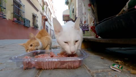 Ginger kitten gets a kiss from its mom after he's been guarding the little kitties.