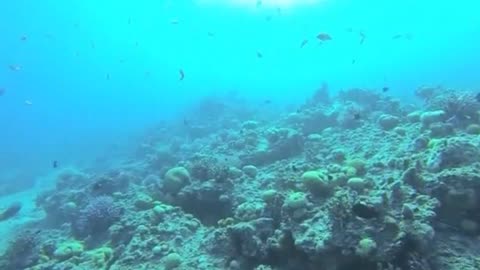 Artificial coral offers solution to endangered reefs