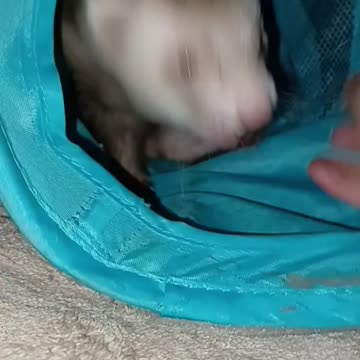Ferret tunnel time!!!