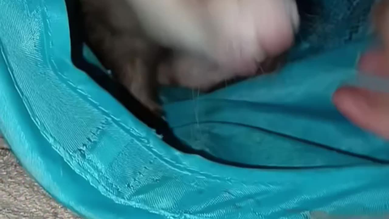 Ferret tunnel time!!!