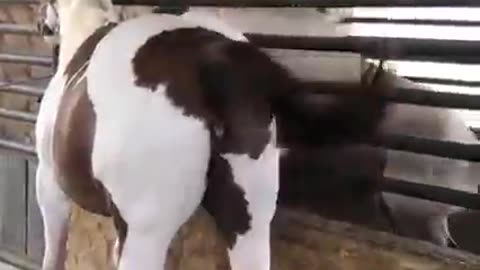 The honey female horse getting it hot