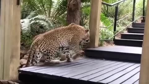leopard climbing stairs