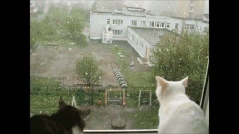 Funny Cats Clips in 30 Seconds
