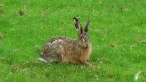 Wild Animals Wildlife Documentry