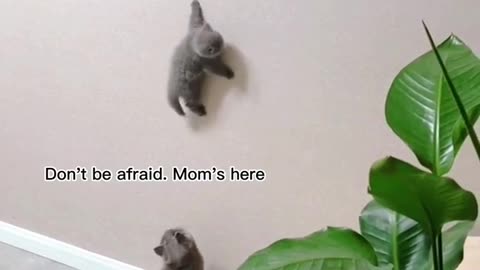 cats