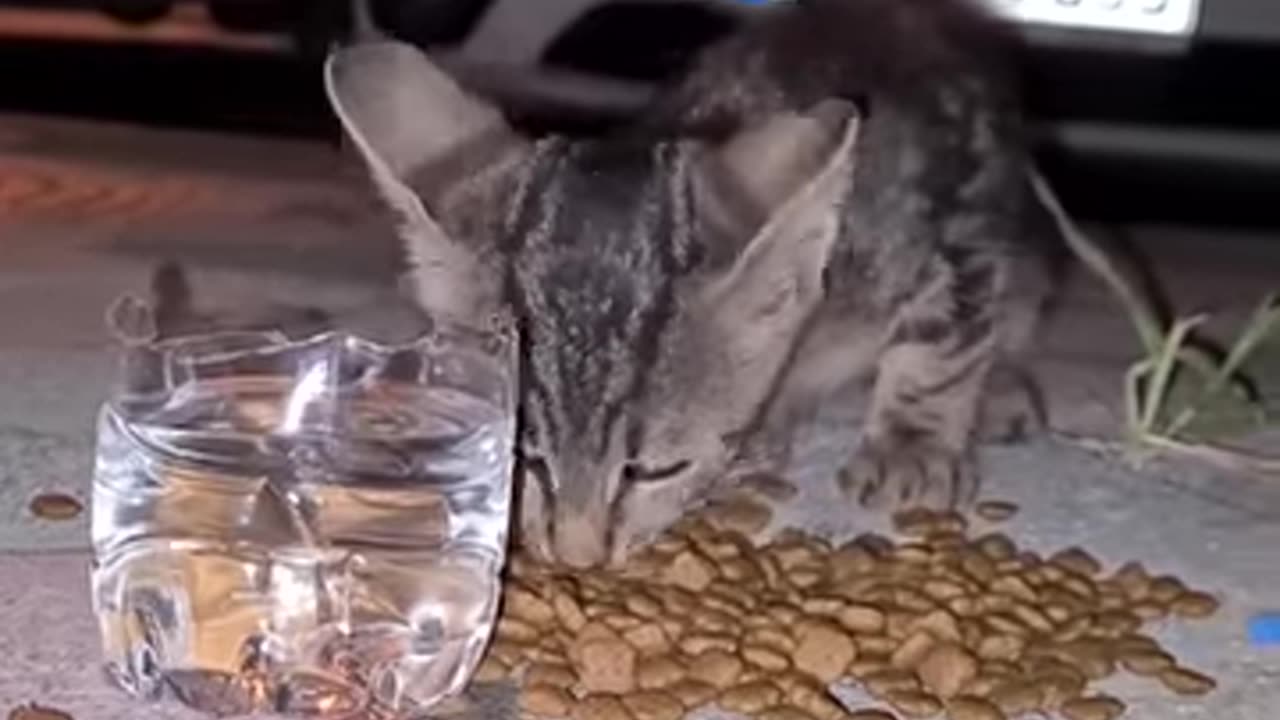 But Then Hunger And Cold Quickly Changed This Street Kitten When