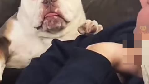 Funny cats