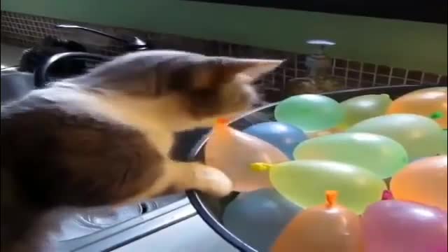 Funny, naughty cats playing me on a balloon
