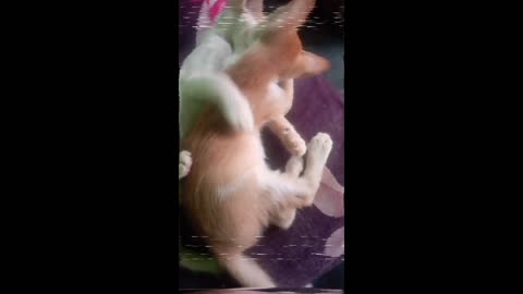 Cat Playing Video